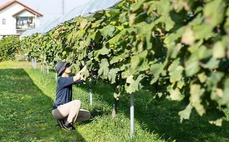 《先行予約》2025年 山形県山辺町産 贈答用 ブラックシャインマスカット （約700g） 富士の輝 ぶどう 1房 令和7年産 2025年産 果物 フルーツ2025年9月下旬から順次発送 bg-buf