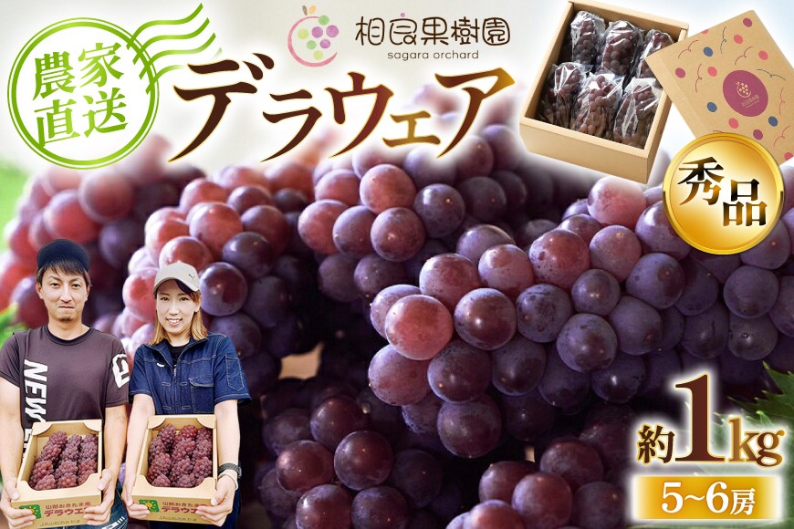 
                  【期間限定発送】 デラウェア 秀品 5～6房 約1kg [相良果樹園 山形県 高畠町 tk06ayt350000] 贈答用 個包装 種無し ブドウ 葡萄 産地直送 農家直送 フルーツ 果物 くだもの
                