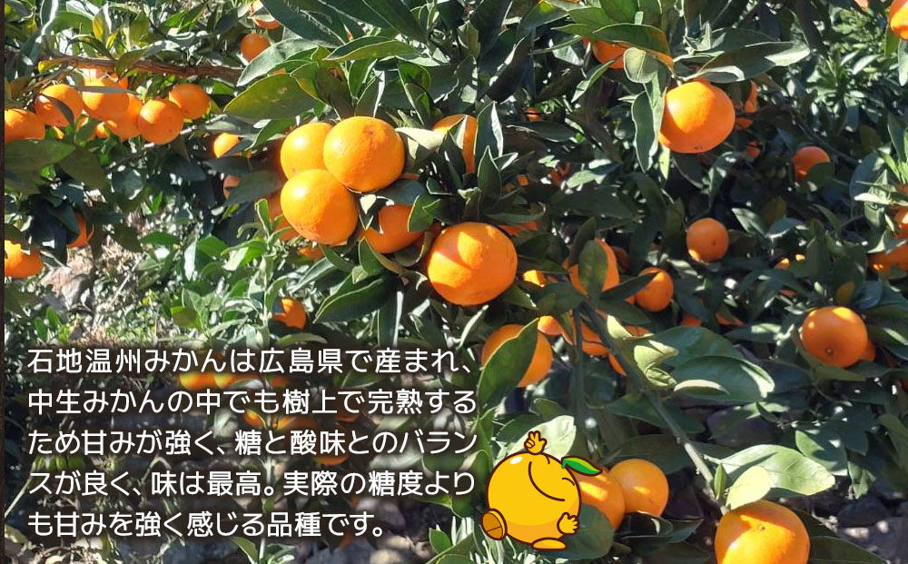 【先行予約】秀品 石地みかん 5kg  ミカン オレンジ 蜜柑 フルーツ 旬 果物 くだもの 大分県産 九州産 津久見市 国産【tsu002801】