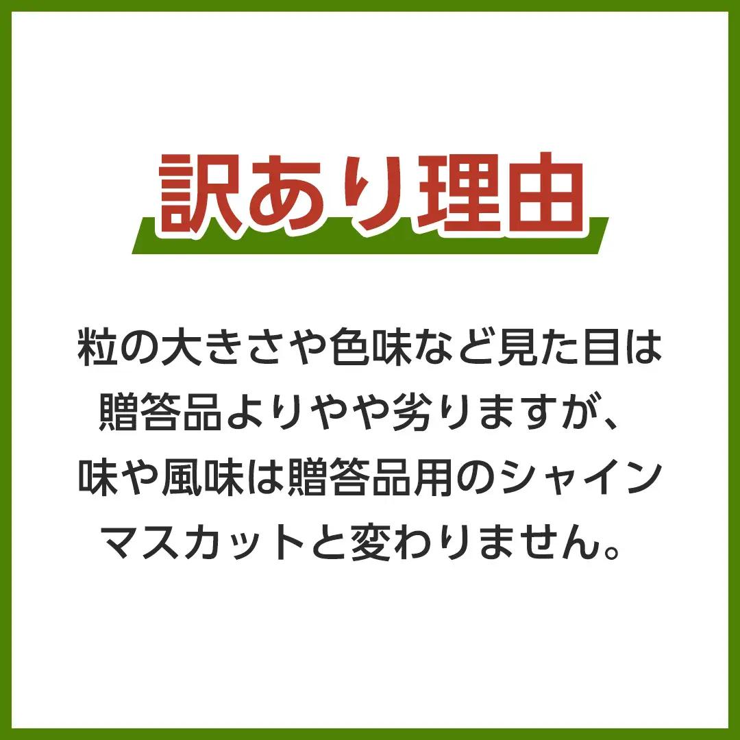【 2026年9月上旬から発送開始 】 シャインマスカット ご家庭用 1.4kg 以上（ 2房 ～ 3房 ） マスカット ぶどう 葡萄 旬 果物 くだもの フルーツ 訳あり 自宅用 家庭用 数量限定 