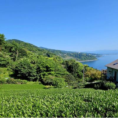 ふるさと納税 真鶴町 新茶とみかん季節の柑橘詰め合わせ5種5kg一箱でいろんな味が楽しめる農家直送みかんBox【先行受付】 |  | 03