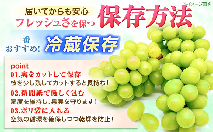 ※【2026年9月発送分／先行予約】【ご家庭用】シャインマスカット 約1.3kg(2〜3房) / フルーツ 果物 ぶどう マスカット しゃいんますかっと / 諫早市 / 肥前グローカル株式会社 [AH