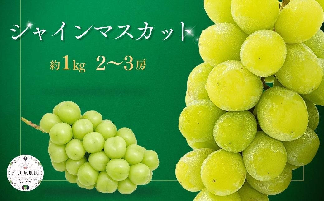 
                  【2026年先行予約】シャインマスカット 約1kg(2房 ~ 3房) | 葡萄 グレープ 果物 フルーツ シャインマスカット 1kg 1キロ 信州ぶどう 信州葡萄 産地直送 種無し 皮ごと食べれる 白ぶどう マスカット お取り寄せ 信州 長野 千曲市
                