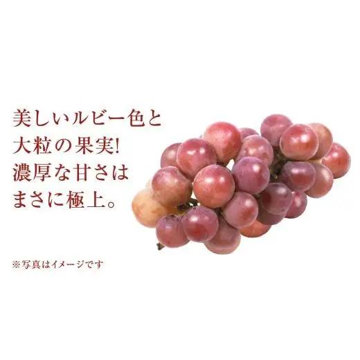 【 訳あり 】 ゴルビー 3kg 【2026年8月中旬発送開始】(茨城県共通返礼品：大子町)