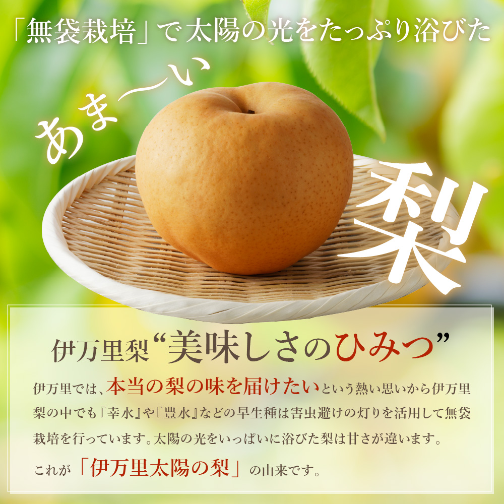 【令和7年産先行予約】伊万里梨 「愛宕」 約5kg 大型種 B164