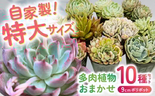 多肉植物 9センチポット 大型苗 デカベリア エケベリア おまかせ 10種セット / 植物 インテリア 苗 自然 ナチュラル 緑 置物 初心者 栽培 【mucca】 [ATHD004]