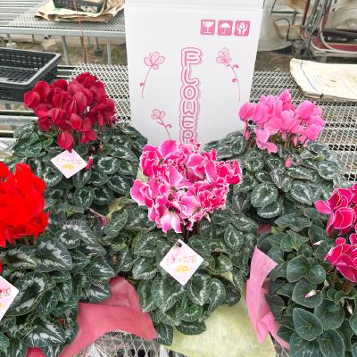 ふるさと納税 吉賀町 【お届け:11月下旬〜12月】シクラメン　5号鉢 |  | 02