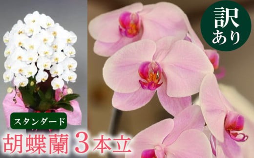 母の日 ギフト 花 人気 【訳あり】胡蝶蘭 3本立て 白 スタンダード お祝い プレゼント 贈答 贈り物 須崎洋蘭園 SY016