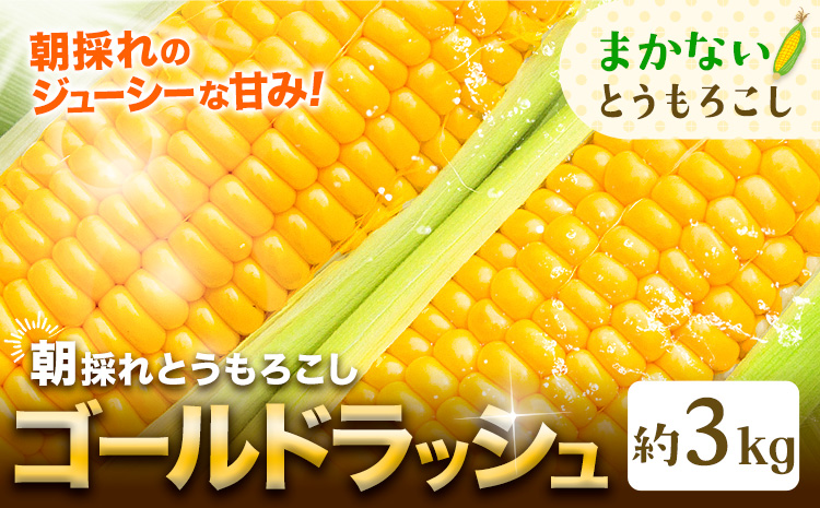 訳あり とうもろこし 約3kg 野木町産 老沼 利治《6月中旬-7月中旬頃出荷予定》栃木県 野木町 ジューシー 生食可能 旬の野菜 健康食 バーベキュー 焼き 茹で わけあり とうもろこし ゴールドラッシュ 黄色 イエロー 朝採れ クール便 先行予約 野菜 スイートコーン コーン ワケアリ