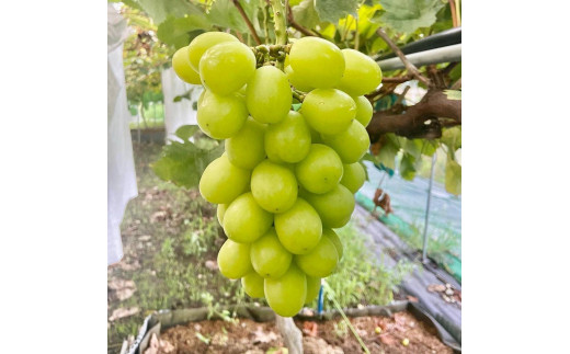 朝採り 旬のぶどう 3色食べ比べ詰合せ 1.5kg～1.7kg(シャインマスカット入り)【2026年発送】 (171464-40037568)