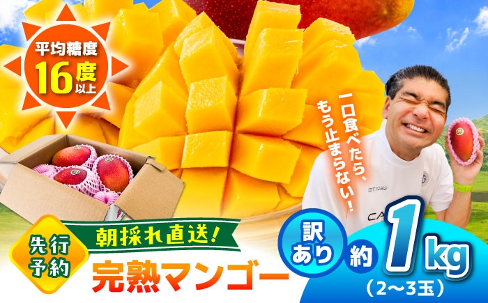 
            【2026年発送分 先行予約】【訳あり】 【数量限定】　菊池マンゴー約1kg（2〜3玉） L〜4Lサイズ　【友枝マンゴー農園】果物 フルーツ マンゴー アーウィン くだもの 旬 期間限定 季節限定 スイーツ 国産 [AYDF001]
          