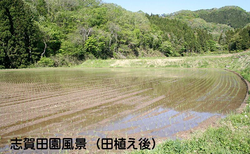 【令和7年産新米】【6ヶ月定期便】宮城県岩沼市産 志賀沢米 ひとめぼれ 精米2kg