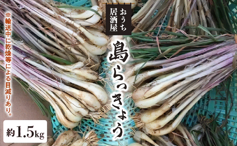 【2025年先行予約】おうち居酒屋。島らっきょう 約1.5kg/沖永良部島産【4月初旬～7月下旬】　W009-030u-02