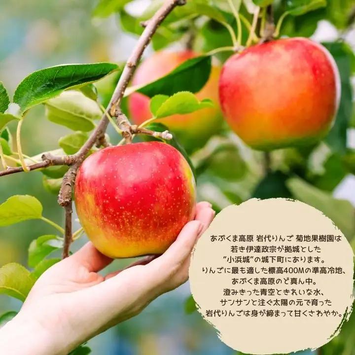 《2026年9月以降順次発送》はみだしりんごのアップルパイ 8個入【菊地合名会社】