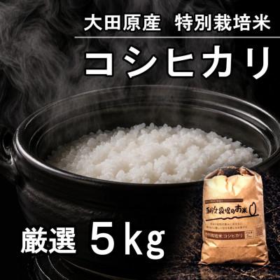 ふるさと納税 大田原市 栃木県大田原産コシヒカリ 白米5kg|特別栽培米|栃木県農業大賞知事賞受賞農家