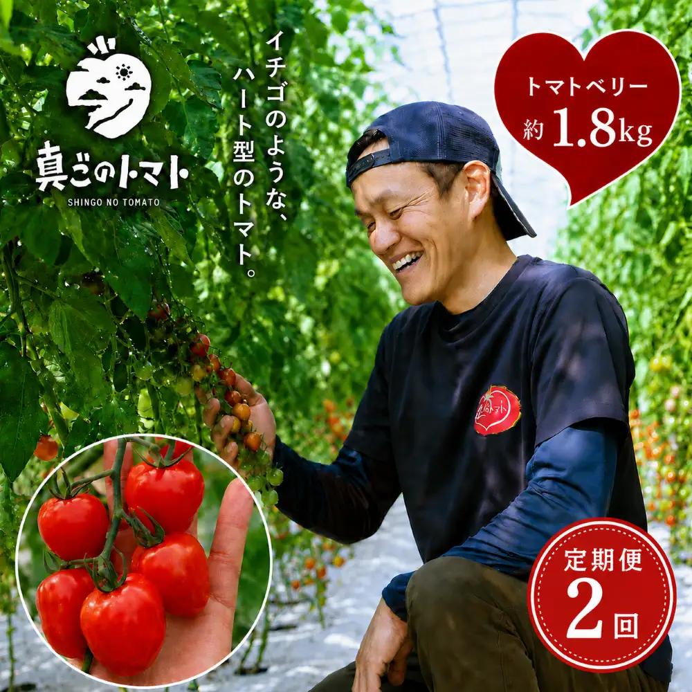 【定期便2回】ミニトマト トマトベリー 約1.8kg｜坂本農園