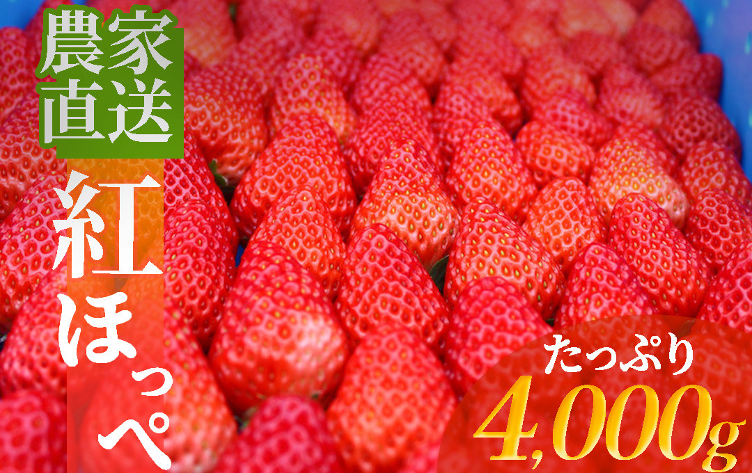 
                  【2027年発送】 いちご 大容量いちご 約4kg 紅ほっぺ こだわり いちご イチゴ strawberry 苺 新鮮 朝摘み 朝採り 産直 産地直送 安心安全 ichigo itigo いちご 苺 果物 フルーツ くだもの ギフト プレゼント 贈物 贈答 ケーキ ふるさと納税 ふるさと納税苺 いちご 静岡県 南伊豆町 南伊豆ファーム　<BD-5>
                