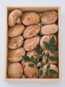 内子町産　生しいたけ　15枚入｜【しいたけ きのこ 生椎茸 シイタケ キノコ 茸 椎茸 美味しい 椎茸 なましいたけ シイタケ 大人気 しいたけ 椎茸 しいたけ シイタケ 生しいたけ 生椎茸 愛媛県 