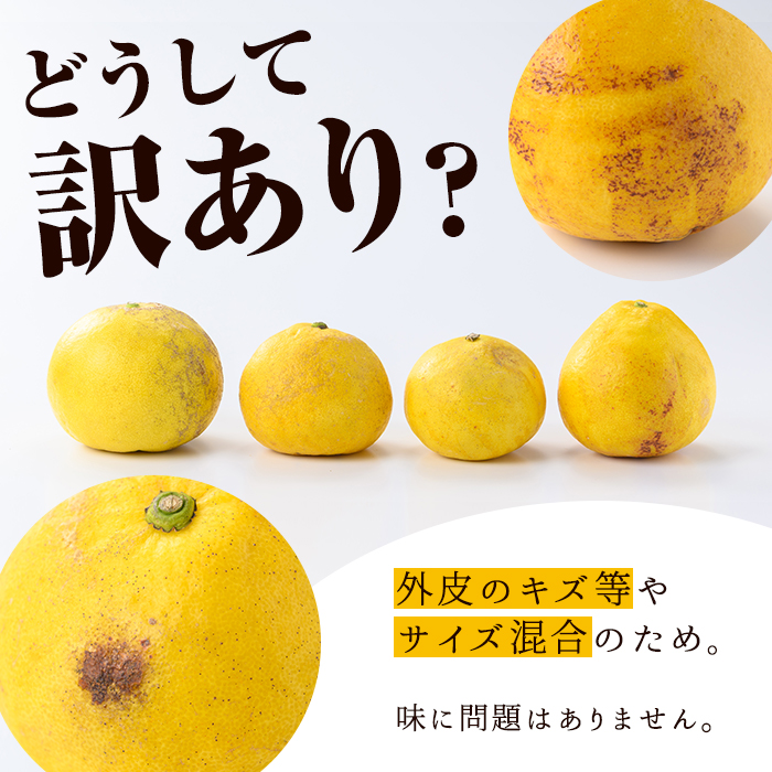 ＜先行予約受付中！2026年2月下旬以降発送予定＞＜訳あり・傷あり＞数量限定！サワーポメロ(約7kg) 国産 フルーツ 果物 柑橘類 サワーポメロ 甘味 酸味 デザート おやつ 訳あり【なかむら果樹園