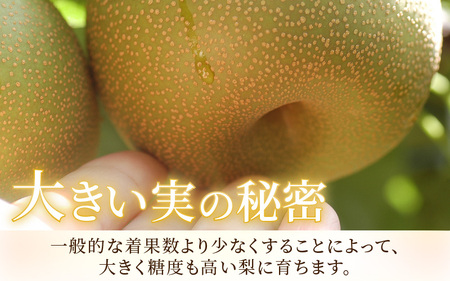 【先行予約】《数量限定》新興梨 9～10玉入 約5kg 歯ごたえ抜群！ もぎたて 新鮮 ／ 期間限定 果物 フルーツ 農家直送 お取り寄せ 新興 梨 なし 福井県 あわら市※2025年10月中旬より順