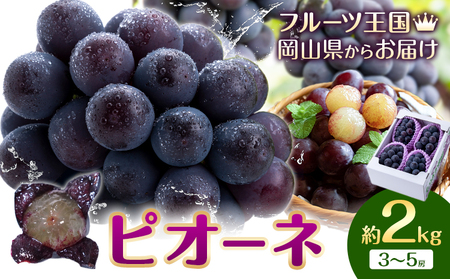 【先行予約】ぶどう ピオーネ 約2kg (3~5房) もりおか農園《9月上旬-10月上旬頃出荷》岡山県 浅口市 送料無料 ぶどう フルーツ 果物 くだもの デザート おやつ【配送不可地域あり】