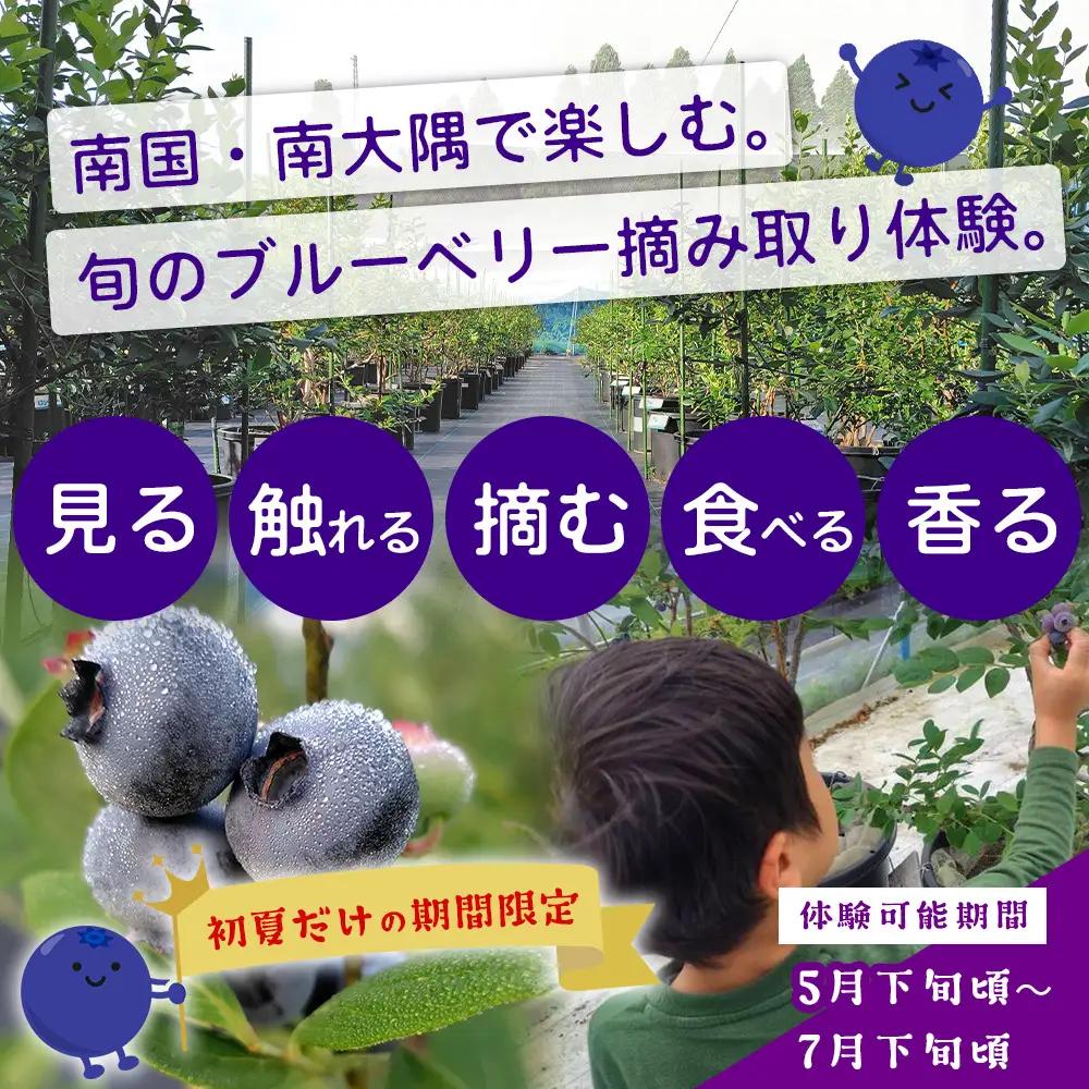 鹿児島県の南国！南大隅町の農園で、ブルーベリー摘み取り体験♪ ブルーベリー摘み取り体験チケット （60分食べ放題） ≪大人1名様分≫ BO-3｜鹿児島県 南大隅町 農園 収穫体験 果物 ブルーベリー 