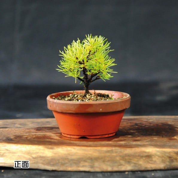 
            赤石の泉 赤石五葉松（鉢植え） F-135
          