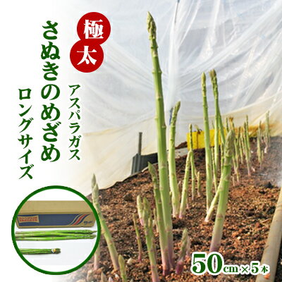 【ふるさと納税】極太アスパラガス【さぬきのめざめ】50cm ロングサイズ 5本 野菜 ロングアスパラ レア 　お届け：2026年3月10日～4月20日