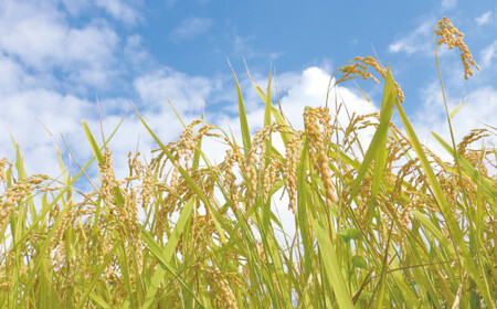 【玄米】【令和7年産】有機JAS 七城産 ひのひかり 4kg(2kg×2袋)《30日以内に出荷予定(土日祝除く)》