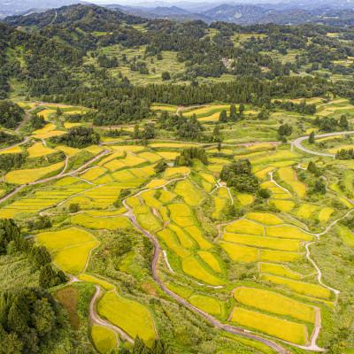 ふるさと納税 十日町市 【毎月定期便】【中里地域限定!魚沼産 新之助】20kg(5kg×4袋)×6 合計120kg全6回 |  | 01