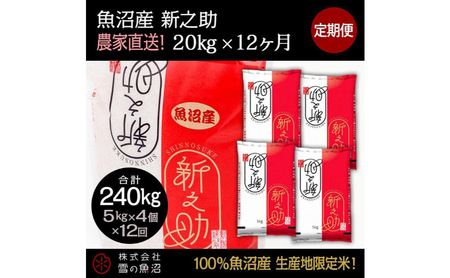 米 定期便 12ヶ月 新之助 20kg 精米 白米 お米 新潟米新之助  新潟米 新潟 十日町市 定期 12回