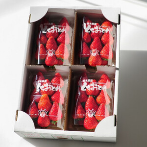 春イチゴ『とちおとめ』(260g×4パック)_果物・フルーツ いちご  イチゴ 苺_【配送不可地域：離島】【1389986】
