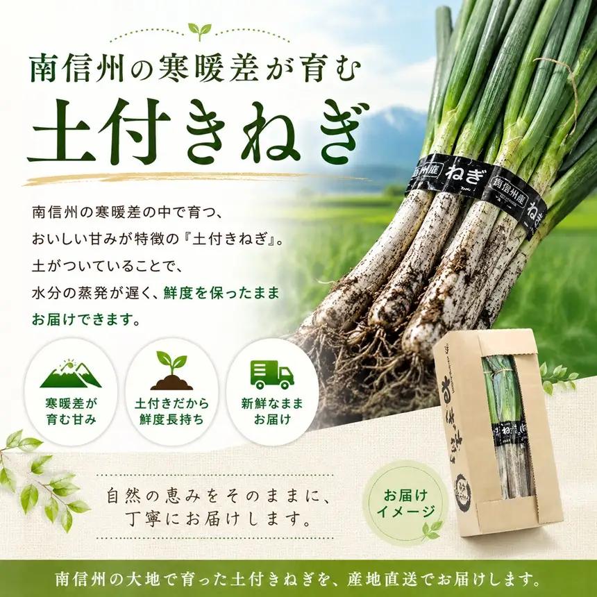 【南信州産】 土付きねぎ 3kg (600g×5袋) 【2026年11月下旬～順次発送】 ＪＡみなみ信州ＤＭセンター飯田市
