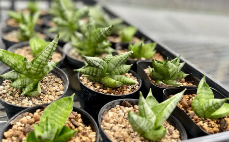サンセベリア ボンセレンシスドワーフ ＆ アデニウム アラビカム 各1株 sansevieria boncellensis dwarf ＆ Adenium arabicum 長与町/アグリューム[EA
