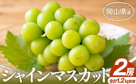 シャインマスカット 2房 合計1.2kg前後 ｜ シャインマスカット