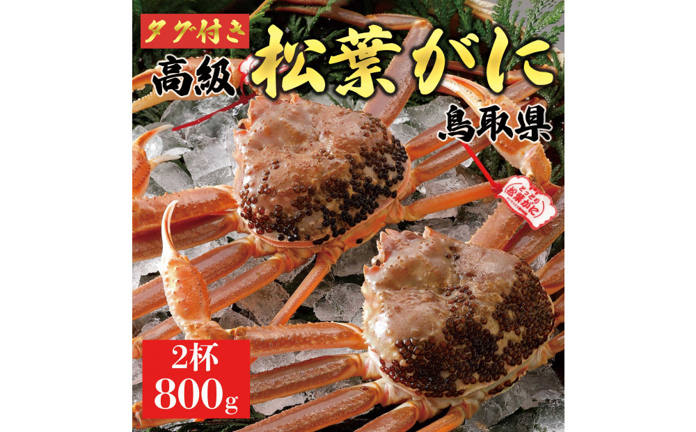 【2025年11月発送】特撰 松葉がに（なま）【ブランドタグ付き】800g超の大きいサイズ 食べ応えあり 特大2杯