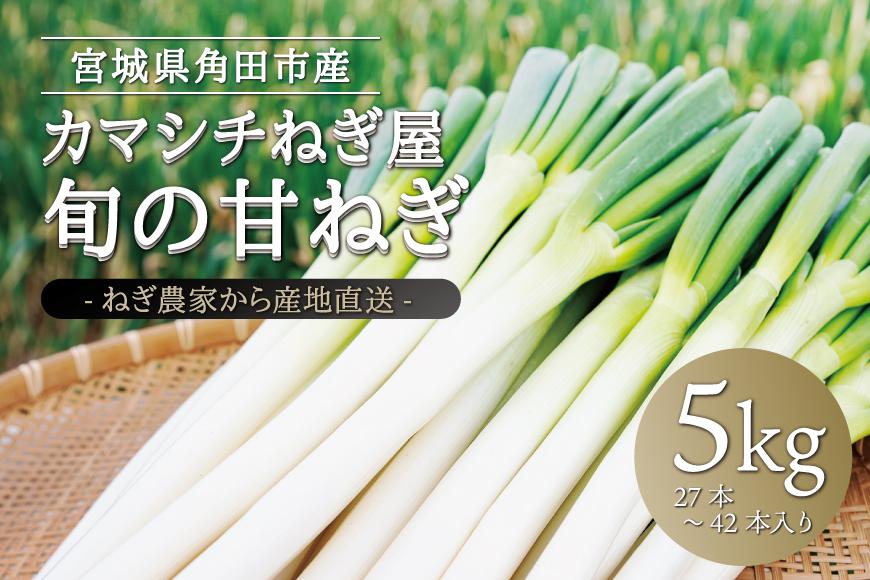 【角田市】カマシチねぎ屋 旬の甘ねぎ 5kg（約27本～42本）