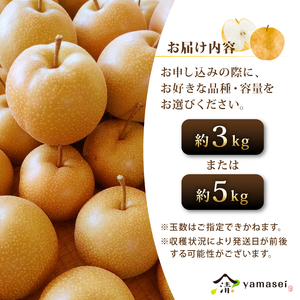 梨 豊水 5kg 令和8年度産 先行予約 8月中旬より順次発送 山清 yamasei 静岡県 牧之原市