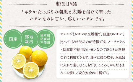 レモン 国産 マイヤーレモン 約3kg 15～20玉【吉田レモニー】【2024年9月下旬～2025年6月上旬発送】国産レモン 宇城市産レモン 熊本県産レモン グリーンレモン 黄色レモン