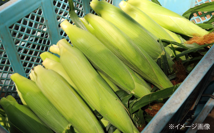 【2026年8月下旬発送予定】北海道厚真産とうもろこし おおもの 《厚真町》【(株)厚真ファーム】旬の野菜 夏野菜 大粒 高糖度 甘い トウモロコシ トウキビ 唐黍 コーン [AXAE001] 150
