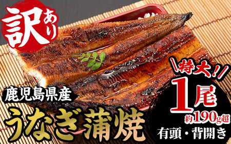 訳あり！国産うなぎ（鹿児島県産うなぎ）蒲焼 特大 190g超 訳ありうなぎの蒲焼 うなぎ 鰻 ウナギ 国産 鹿児島県産 うなぎの蒲焼のタレ付き【A-1673H】