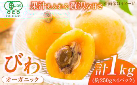 【★先行予約★ 2026年4月下旬以降発送】びわ 約250g(3～7個)×4パック 枇杷 ビワ フルーツ 果物 くだもの 果実 旬 デザート 甘い 小分け びわ 広川町 / JAふくおか八女農産物直売所どろや [AFAB002]