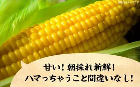 【先行予約】としちゃんのスイートコーン 約4kg(11-13本)[VBH001] コーン とうもろこし