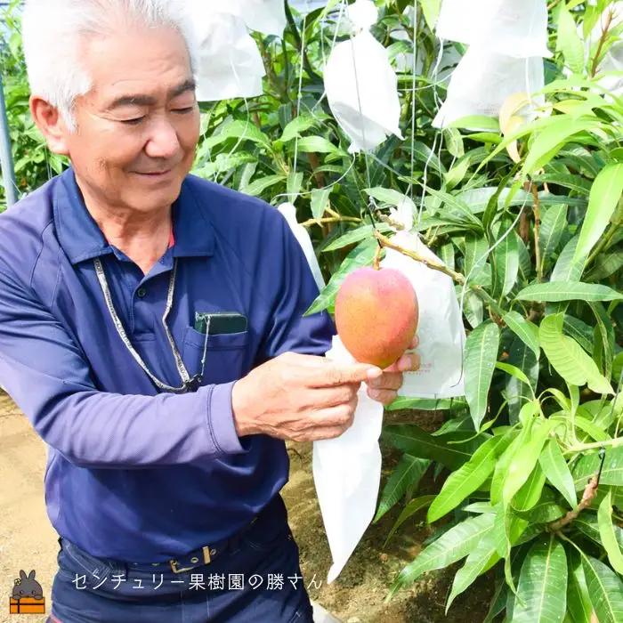 ≪今が旬！≫【家庭用】徳之島センチュリー果樹園さんの完熟マンゴー約2kg ( マンゴー フルーツ わけあり 訳あり 訳有 果物 徳之島 )