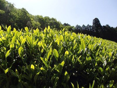 KH-05　伊勢茶と松阪牛のしぐれ煮の贅沢お茶漬けセット