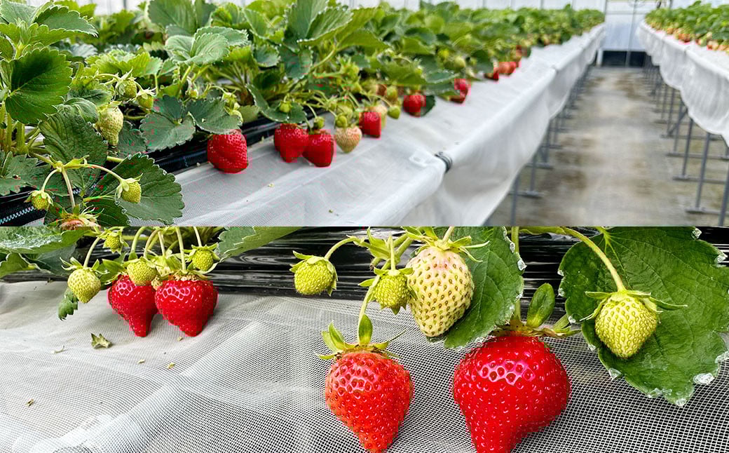 いちご狩り 食べ放題ペアチケット60分(大人1名+3歳以上小学生未満1名) 