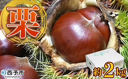 ＜完熟栗 約2kg（2Lまたは3Lサイズ）愛媛県西予市産＞ クリ くり 果物 フルーツ マロン モンブラン 栗ご飯 栗きんとん 栗の甘露煮 特産品 国産 秋の味覚 食べて応援 宇都宮物産 愛媛県 西予市【冷蔵】『2025年9月上旬～10月中旬迄に順次出荷予定』UUB0086