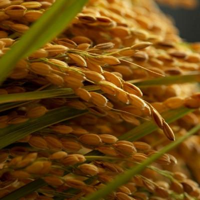 ふるさと納税 与謝野町 令和7年産　京都府産「京の豆っこ米」精米20kg　おいしい丹後のコシヒカリ　農家直送 |  | 02