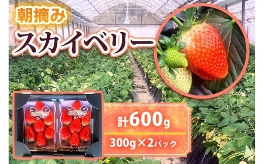 
             [12月中旬より順次発送予定]朝採りスカイベリー 600g (300g×2パック)｜いちご イチゴ 苺 フルーツ 果物 産地直送 矢板市産 栃木県産 先行予約 
          