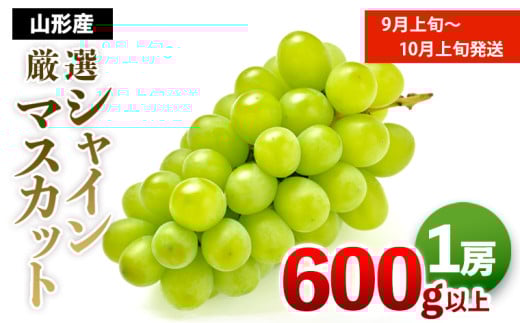 厳選シャインマスカット 秀品 600g以上 1房  [前半] 【令和7年産先行予約】FS24-604くだもの 果物 フルーツ 山形 山形県 山形市 2025年産
